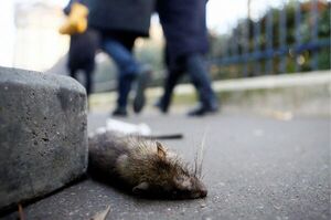 Alcaldesa de París propone a los residentes "convivir" con las ratas - Informatepy.com