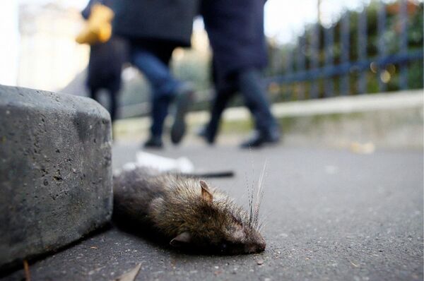 Alcaldesa de París propone a los residentes "convivir" con las ratas - Informatepy.com