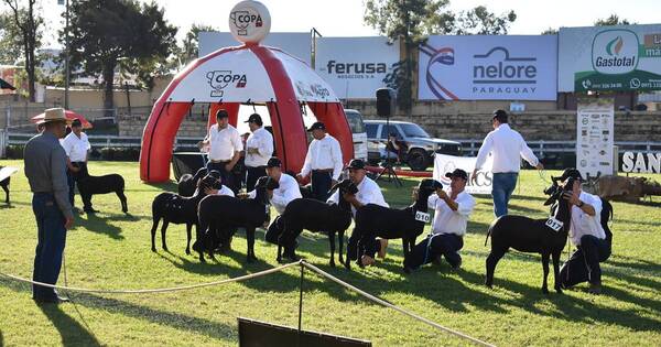 La Nación / Raza Santa Inés: resaltan futuro prometedor en la ovinocultura nacional