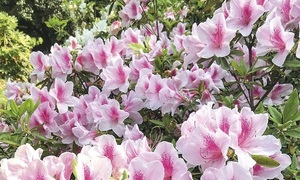 Conozca más sobre la Azalea | Telefuturo