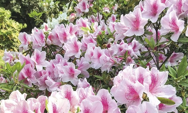 Conozca más sobre la Azalea | Telefuturo