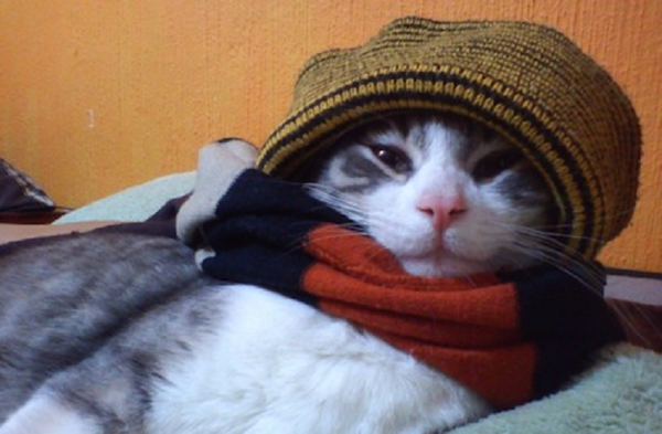 ¿Es necesario abrigar al gato cuando hace frío? - Noticiero Paraguay