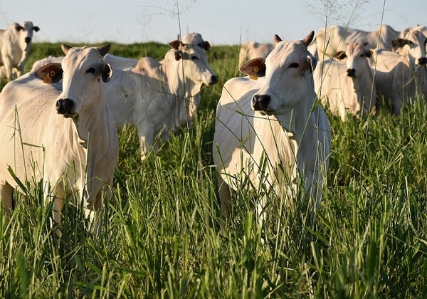 Realizan este viernes un foro global de la competitividad de la carne paraguaya en el mundo