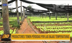 Productores temen pérdidas por las bajas temperaturas | Telefuturo