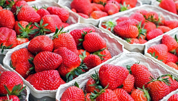 Clima frío, magnífico en la producción de frutilla