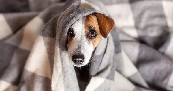 Diez recomendaciones para proteger a tu mascota del frío intenso - Mascotas - ABC Color
