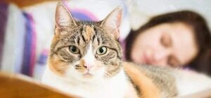 Toxoplasmosis: cómo afecta a los humanos y a las mascotas - Mascotas - ABC Color
