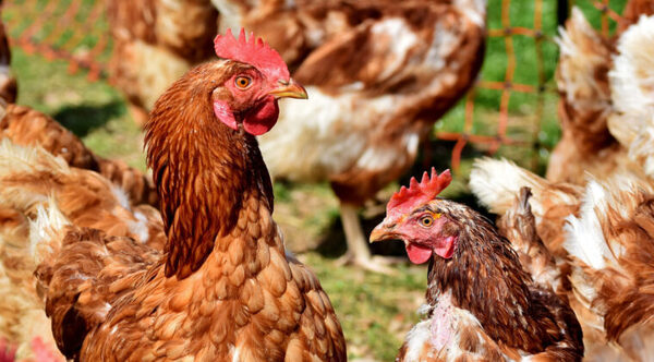 EJECUTIVO DECLARA EMERGENCIA SANITARIA ANIMAL POR GRIPE AVIAR