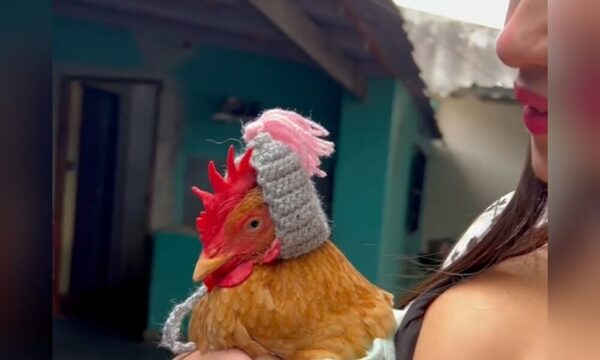 (VIDEO)Hortensia, la gallina de Laurys, causó furor por su gorrita chururú