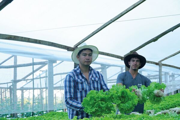 Hidroponía, alternativa válida para un mercado insatisfecho