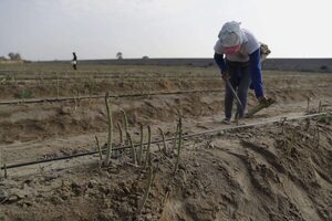 La producción de Perú bajó un 0,24 % de enero a abril últimos - MarketData