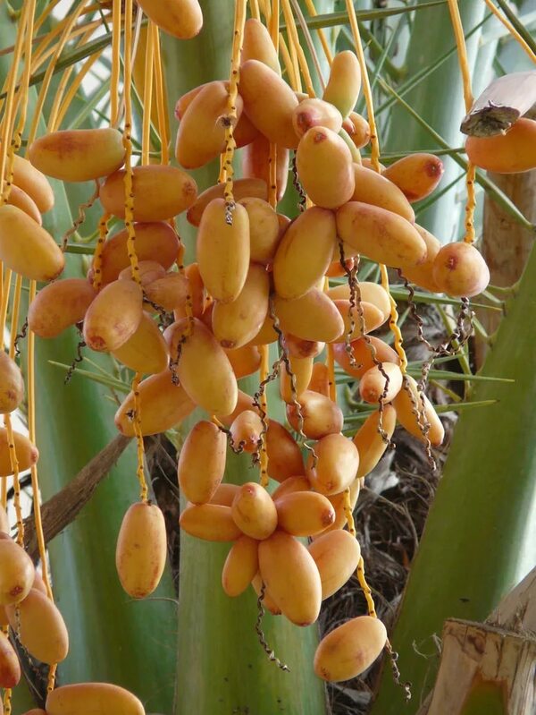 Dátil: la fruta de tiempos bíblicos que crece en el Chaco  - Noticias del Chaco - ABC Color
