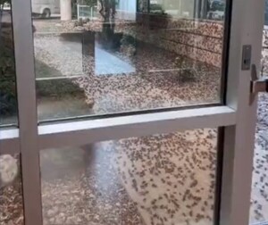 Diario HOY | Invasión de grillos abruma ciudad de EEUU