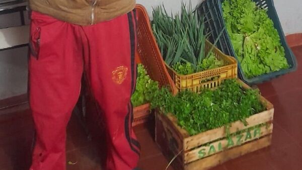 “Peló” huerta ajena: hombre cayó con lechugas y cebollitas robadas