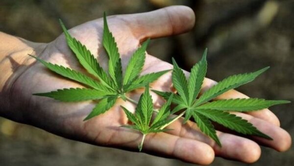 Científicos hallan componente medicinal de cannabis en planta de Brasil