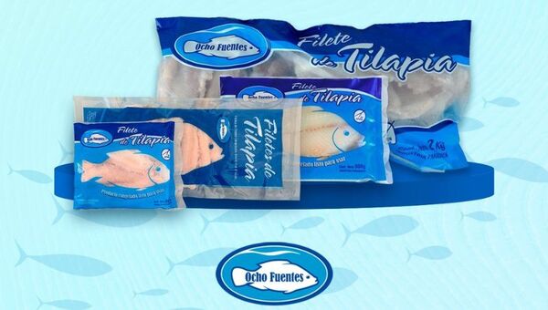 Ocho Fuentes fortalece la piscicultura nacional con la cría de tilapia (produce 2.000 kg de filetes por semana)