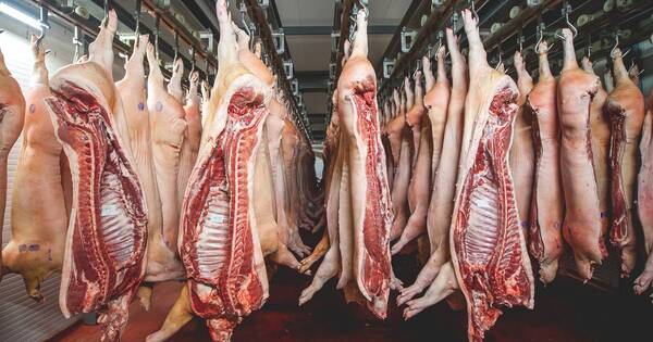 La Nación / Paraguay es el principal vendedor de carne porcina a Taiwán