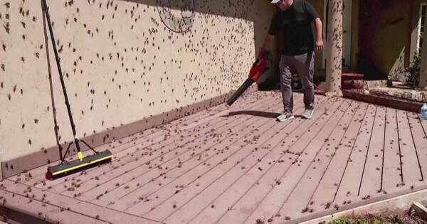 La Nación / Invasión de grillos cubre ciudad estadounidense