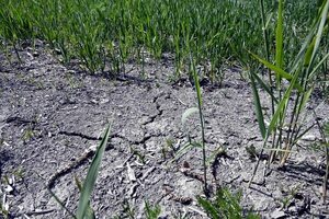 Prohíben regar en el sureste de Inglaterra por falta de agua - Mundo - ABC Color