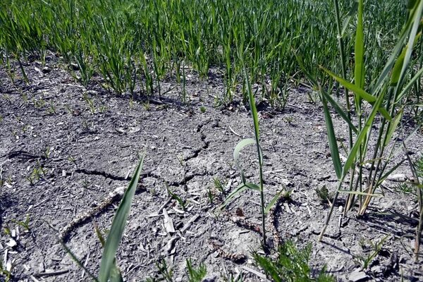 Prohíben regar en el sureste de Inglaterra por falta de agua - Mundo - ABC Color
