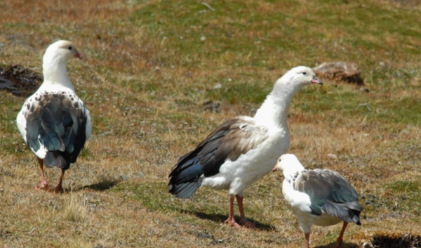 Con un caso más de gripe aviar en Bahía, Brasil alcanza 32 detecciones de la enfermedad en aves silvestres