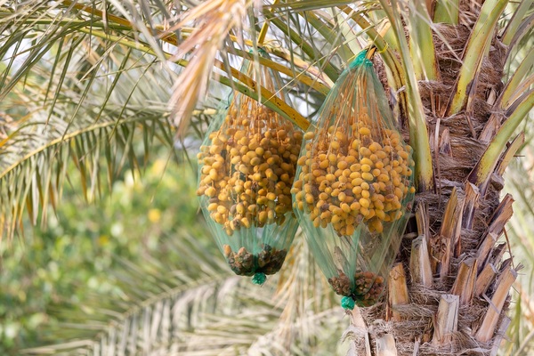 Cosechan los primeros frutos de dátiles producidos en el Paraguay