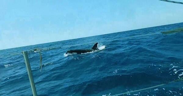 La Nación / Gladis, la orca que “enseña” a atacar barcos