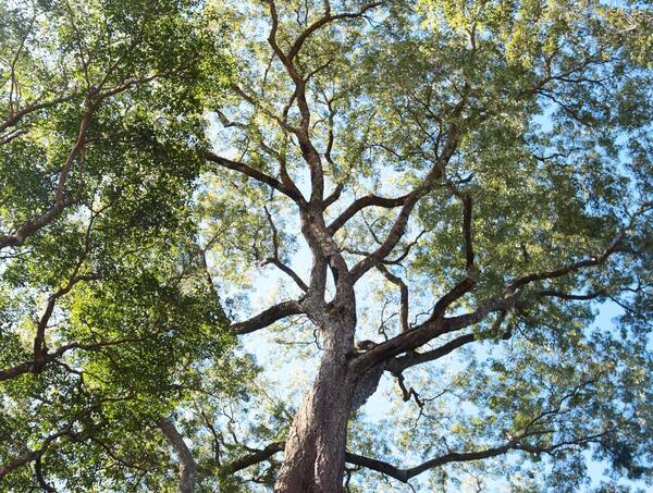 ¡El concurso “Colosos de la Tierra” está en marcha! - Unicanal