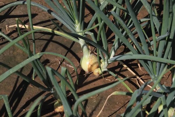 Rubros agrícolas no tradicionales del Chaco se adaptan al clima de la región - Noticias del Chaco - ABC Color