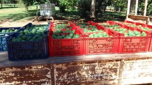 Productores de Eusebio Ayala exportan más de 5.000 kilos de aguacate a España - Nacionales - ABC Color