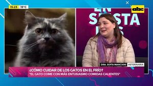 Temperaturas bajas: ¿Cómo cuidamos a los gatos? - Ensiestados - ABC Color
