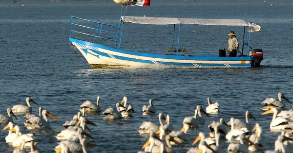 La Nación / Masiva muerte de aves en México es a causa de El Niño, no por la gripe aviar
