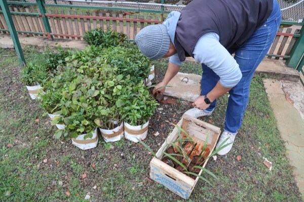 DONAN 2.000 PLANTINES DE ÁRBOLES NATIVOS PARA ARBORIZAR ENCARNACIÓN