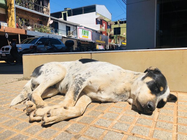 El abandono de mascotas, una lacra social que crece en Encarnación