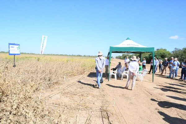 Soja paraguaya con tolerancia a sequía está cada vez más cerca | Economía y Finanzas | 5Días