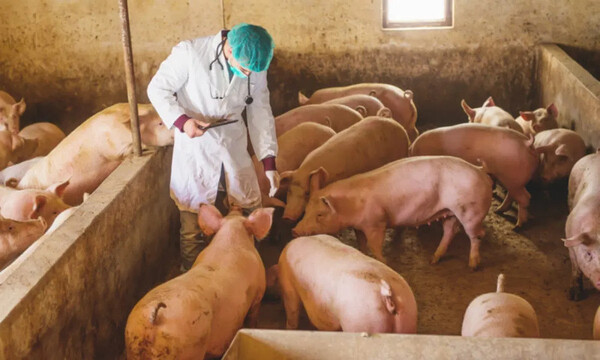 A punto de aprobarse una vacuna contra la peste porcina africana en Vietnam