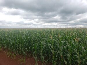 Las perspectivas del maíz zafriña se mantienen buenas  - Nacionales - ABC Color
