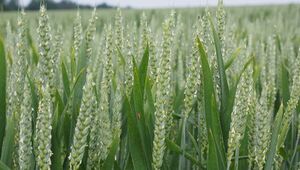 Calma agrícola: Clima frío aún no amenaza producción nacional (Fenómeno de El Niño se activaría en octubre)