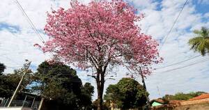 La Nación / Día Nacional del Árbol: el centro de vida que nutre a la biodiversidad