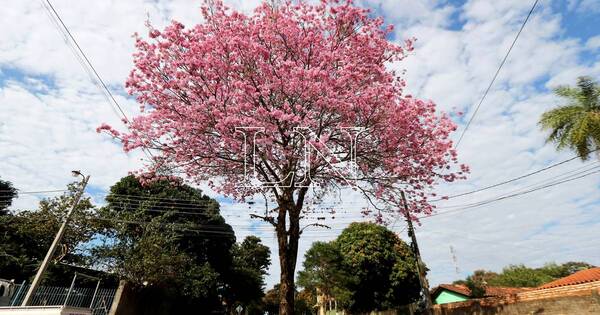 La Nación / Día Nacional del Árbol: el centro de vida que nutre a la biodiversidad