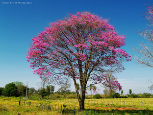 Día Nacional del Árbol: lapacho rosado y palo santo son las especies más amenazadas por la deforestación