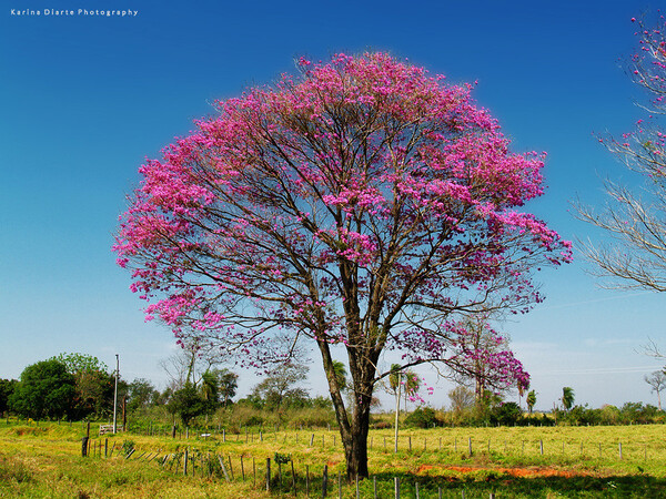 Día Nacional del Árbol: lapacho rosado y palo santo son las especies más amenazadas por la deforestación