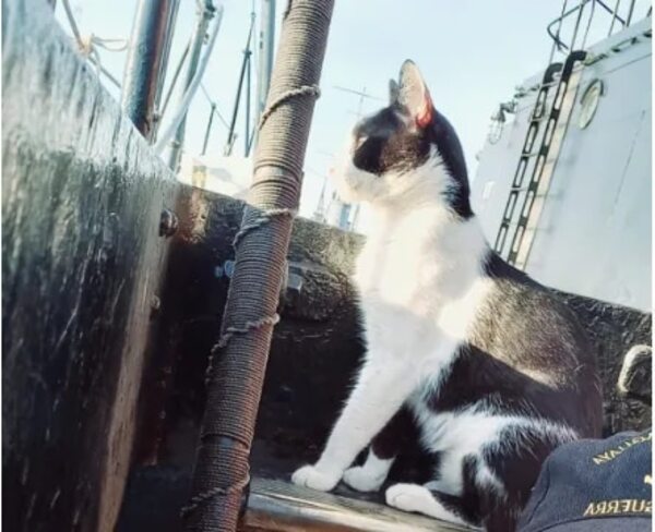 Barlo, el primer gato tripulante del Cañonero Paraguay - Mascotas - ABC Color