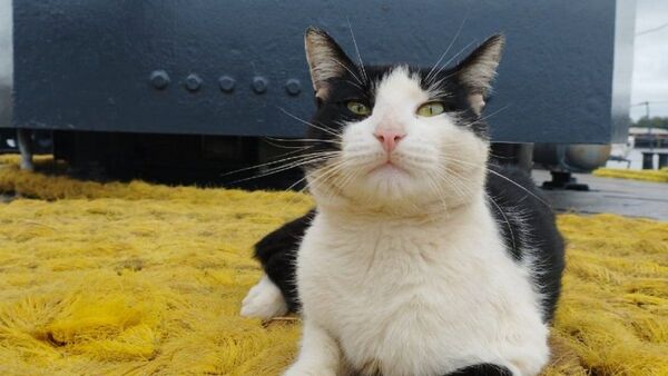 “Barlo”, el gato pionero que es furor en cañonero