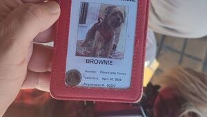 Prohibieron que perro guía suba al colectivo