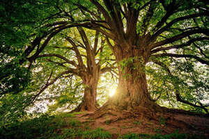 Cada 19 de junio se conmemora el "Día Nacional del Árbol" - El Independiente