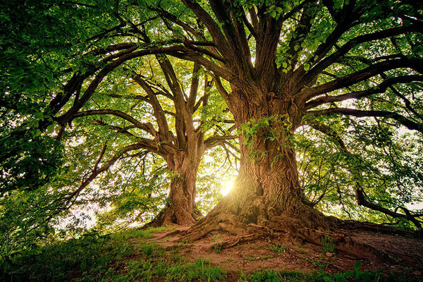 Cada 19 de junio se conmemora el "Día Nacional del Árbol" - El Independiente