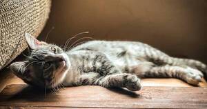 La Nación / Castrar a un gato: los mitos y las recomendaciones, según especialista