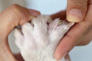 Cuidado con la ehrlichiosis, enfermedad causada por picaduras de garrapata - Mascotas - ABC Color