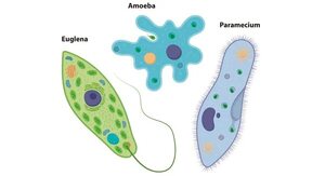 Reino protista - Escolar - ABC Color